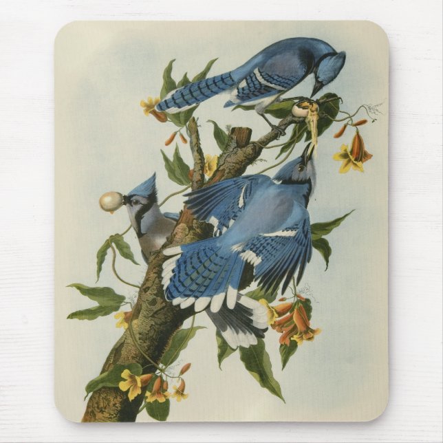 Audubon's Blue Jays Mouse Mat (Front)