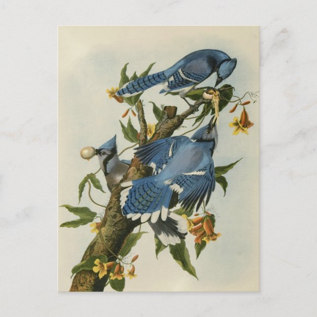 Audubon's Blue Jays Postcard (Front)