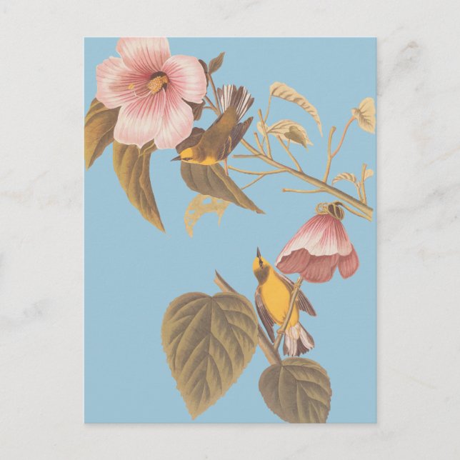 Audubon's Blue-Winged Yellow Warbler Song Birds Postcard (Front)