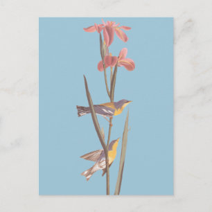 Audubon's Blue Yellowback Warbler Song Birds Postcard
