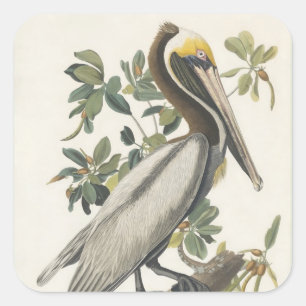 Audubon's Brown Pelican Square Sticker