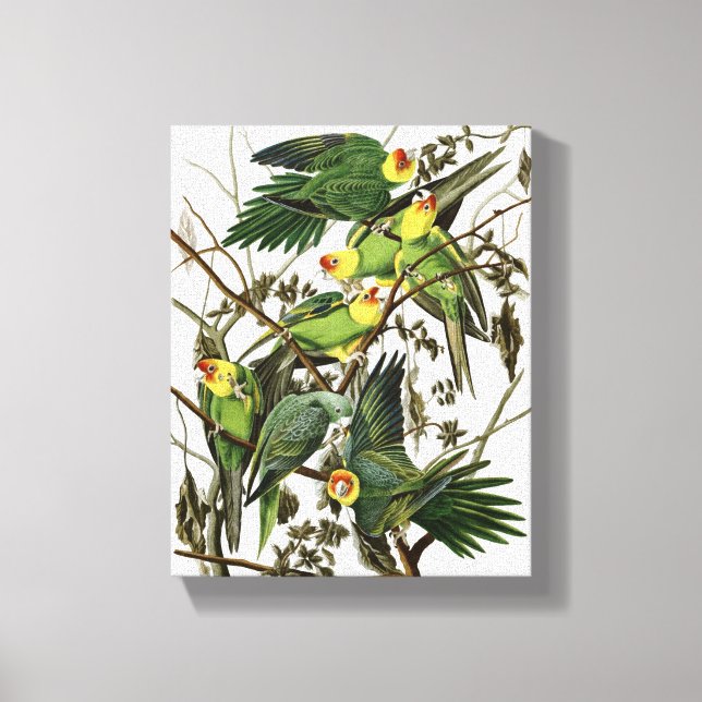 Audubon's Carolina Parakeet Canvas Print (Front)