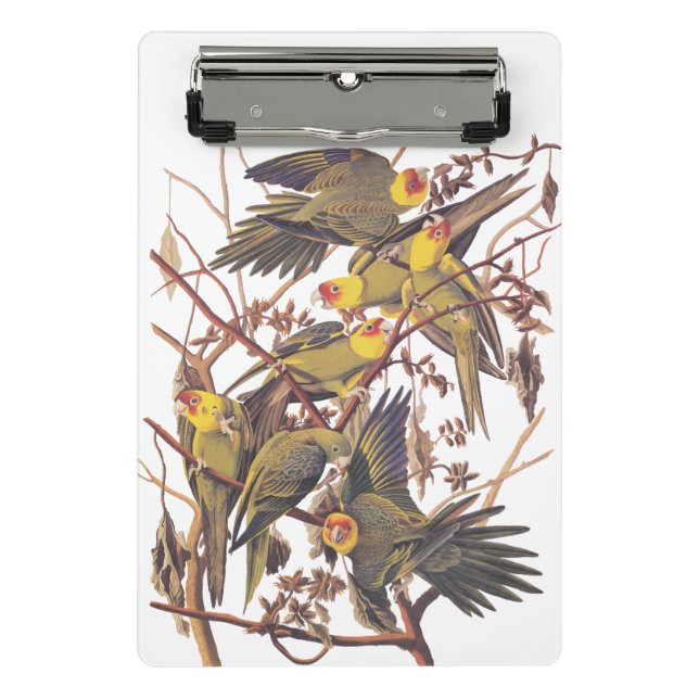 Audubon's Carolina Parakeet Mini Clipboard (Front)