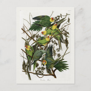 Audubon's Carolina Parakeet  Postcard