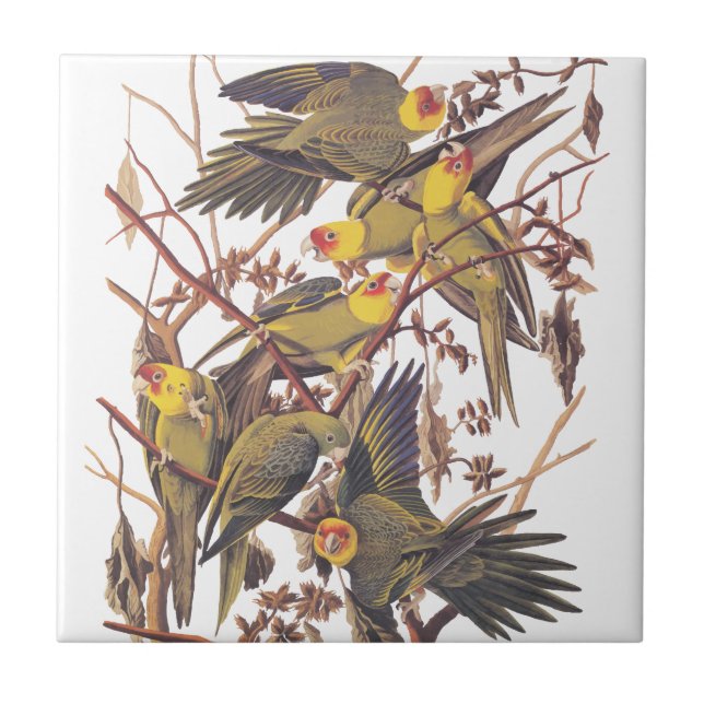 Audubon's Carolina Parakeet Tile (Front)