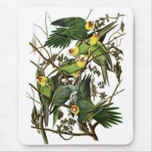 Audubon's Carolina Parakeets Mouse Mat
