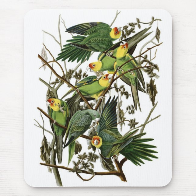 Audubon's Carolina Parakeets Mouse Mat (Front)