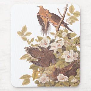 Audubon's Carolina Turtle Dove Mouse Mat