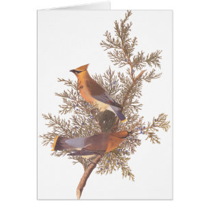 Audubon's Cedar Waxwing Bird Pair on Evergreen