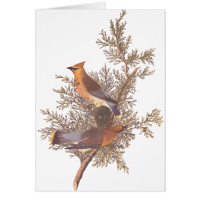 Audubon's Cedar Waxwing Bird Pair on Evergreen (Front)