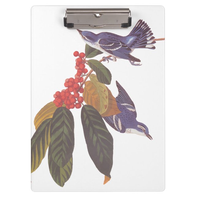 Audubon's Cerulean Warbler Birds with Bear Berries Clipboard (Front)