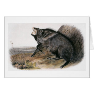 Audubon's Collared Peccary