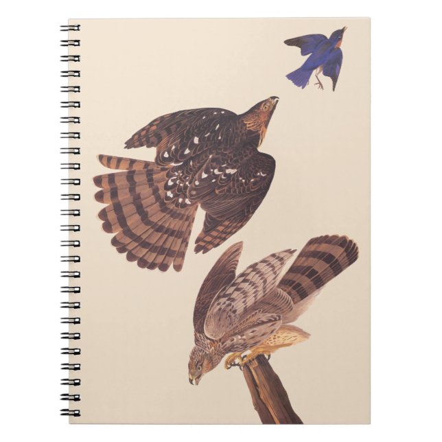 Audubon's Coopers Hawk Bird of Prey Notebook (Front)