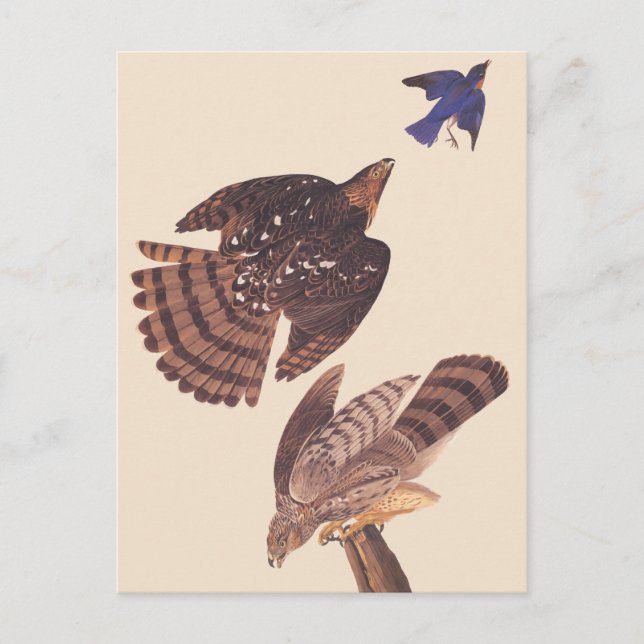 Audubon's Coopers Hawk Bird of Prey Postcard (Front)