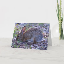 Audubon's Cottontail