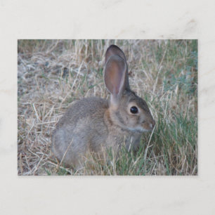 Audubon's Cottontail Postcard