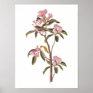 Audubon's Cuvier's Kinglet Bird on Pink Calico Poster
