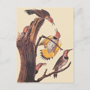 Audubon's Golden-Winged Woodpecker Family of Birds Postcard