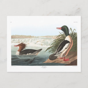 Audubon's Goosander Postcard