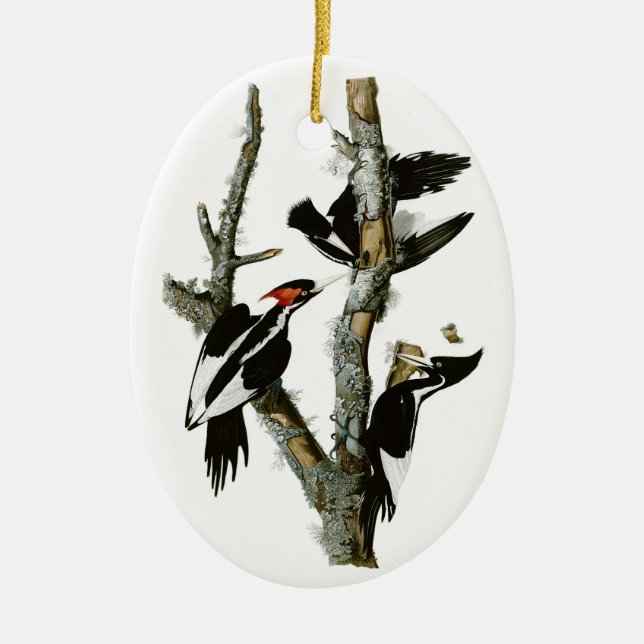 Audubon's Ivory-billed Woodpecker Ceramic Tree Decoration (Front)