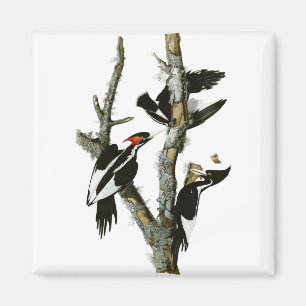 Audubon's Ivory-billed Woodpecker Magnet