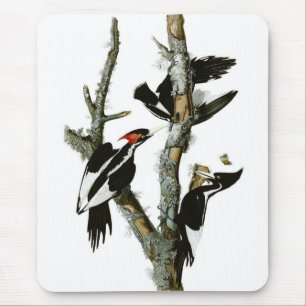 Audubon's Ivory-billed Woodpecker Mouse Mat