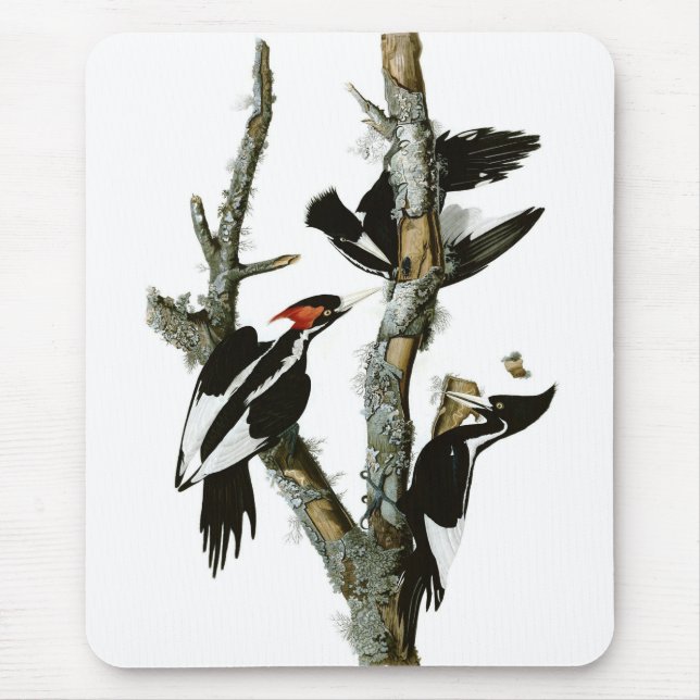 Audubon's Ivory-billed Woodpecker Mouse Mat (Front)