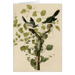 Audubon's Loggerhead Shrike