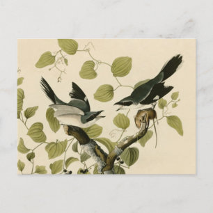 Audubon's Loggerhead Shrike Postcard