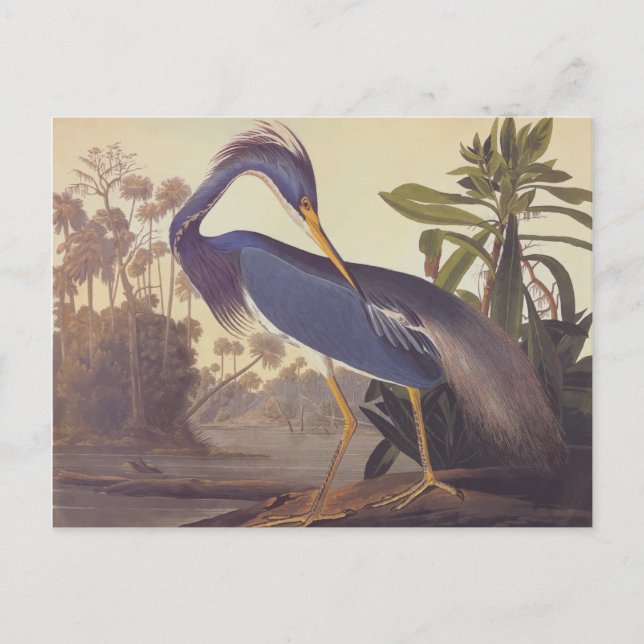 Audubon's Louisiana Heron or Tricolored Heron Postcard (Front)