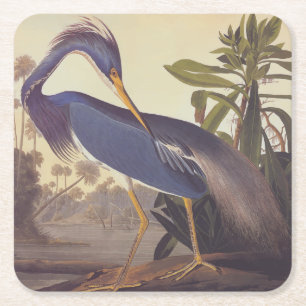 Audubon's Louisiana Heron or Tricolored Heron Square Paper Coaster
