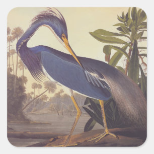 Audubon's Louisiana Heron or Tricolored Heron Square Sticker