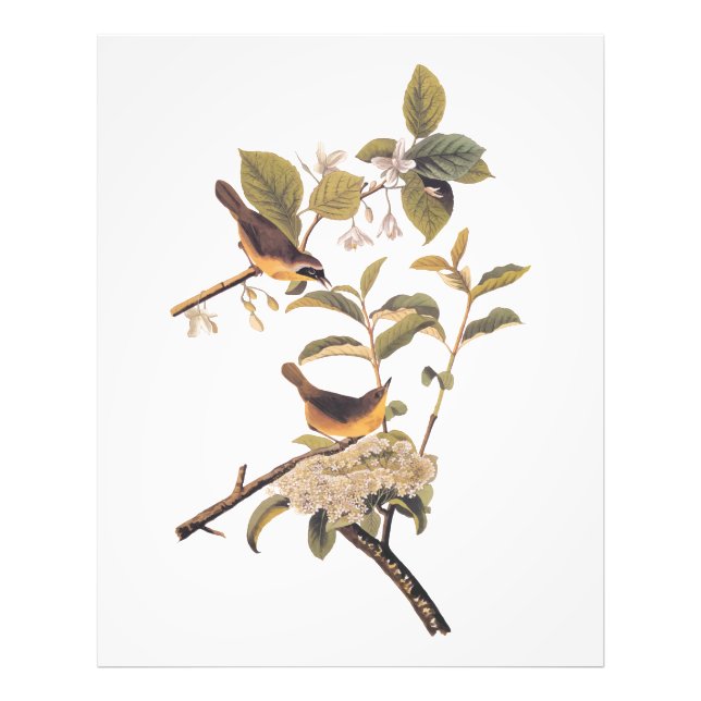 Audubon's Maryland Yellowthroat Birds with Flowers Photo Print (Front)