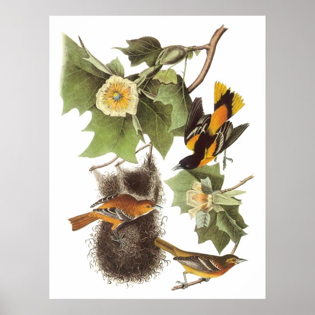 Audubon's Northern Oriole Poster (Front)