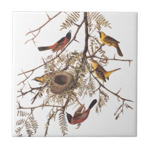 Audubon's Orchard Oriole Birds in a Honey Locust Tile