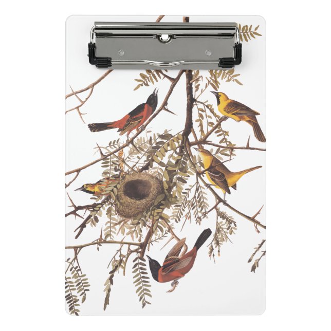 Audubon's Orchard Oriole Birds Nesting in Tree Mini Clipboard (Front)