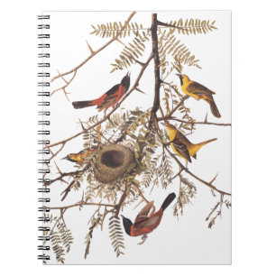 Audubon's Orchard Oriole Birds Nesting in Tree Notebook