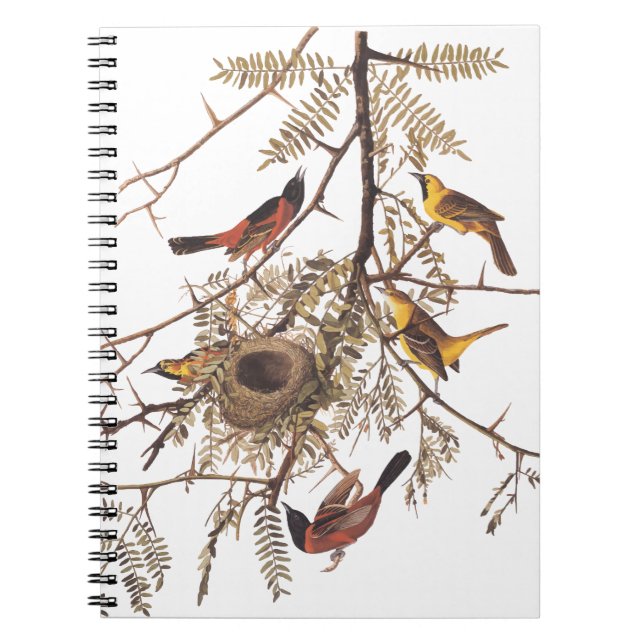 Audubon's Orchard Oriole Birds Nesting in Tree Notebook (Front)