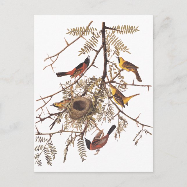 Audubon's Orchard Oriole in Honey Locust Postcard (Front)