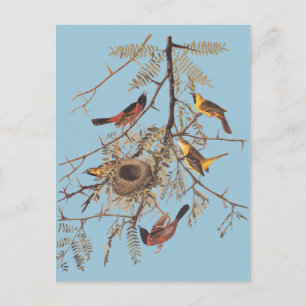 Audubon's Orchard Oriole in Honey Locust Postcard