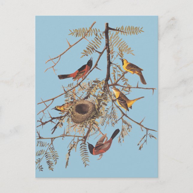 Audubon's Orchard Oriole in Honey Locust Postcard (Front)