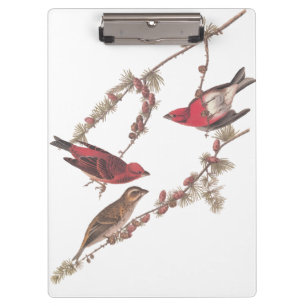 Audubon's Purple Finch Red Birds on Conifer Tree Clipboard