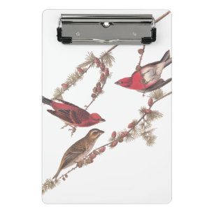 Audubon's Purple Finch Red Birds on Conifer Tree Mini Clipboard