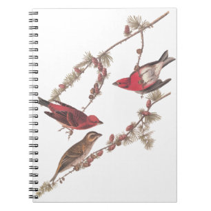 Audubon's Purple Finch Red Birds on Conifer Tree Notebook