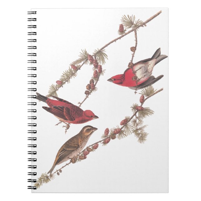 Audubon's Purple Finch Red Birds on Conifer Tree Notebook (Front)