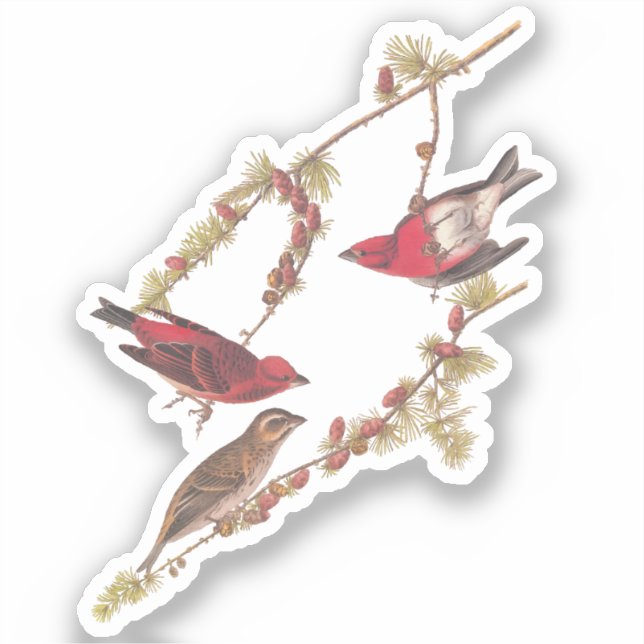 Audubon's Purple Finch Red Birds Vintage Art (Front)