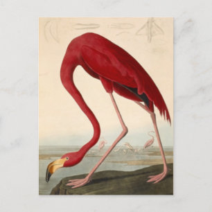 Audubon's Red Flamingo Postcard