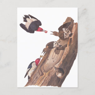 Audubon's Red-Headed Woodpecker Family in Log Postcard