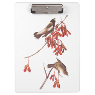 Audubon's Rice Bunting Birds or Bobolink Birds Clipboard