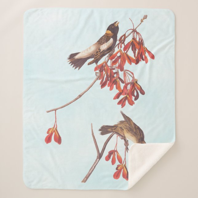 Audubon's Rice Bunting Birds or Bobolink Birds Sherpa Blanket (Front)